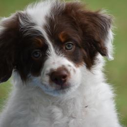 Rolo - White and red male Bordoodle puppy in Trenton, Texas from Okie Bordoodles