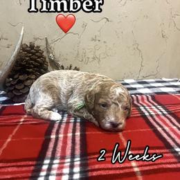 Timber - Red  male Goldendoodle puppy in Runaway Bay, Texas from Green Ranch Doodles