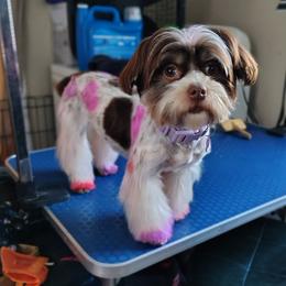 Cardi - Biewer Terrier