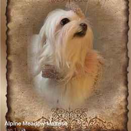 Maltese Puppies from Alpine Meadow Maltese