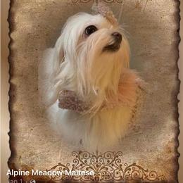 Maltese Puppies from Alpine Meadow Maltese