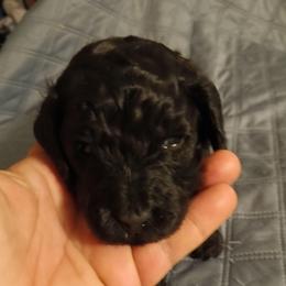 Boy three - Black male Cavapoo puppy in East Providence, Rhode Island from Marta's Cavaliers