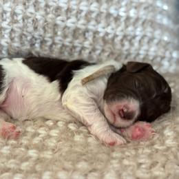 Pink - Chocolate female Goldendoodle puppy in Hesperia, Michigan from Red Acres Poodles & Doodles