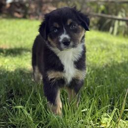 Australian Shepherd Puppies from Bear Creek Aussies