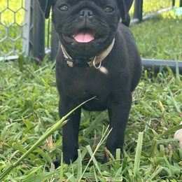Tan Collar - Black male Pug puppy in Arab, Alabama from Buckingham Pugs of Alabama