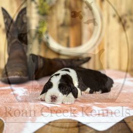 Tammy Wynette - Liver and white female English Springer Spaniel puppy in Henderson County, North Carolina from Roan Creek Kennels