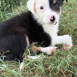 Cooper - Grey - Tri-color male Border Collie puppy in Shawnee, Oklahoma from Cross K Working Collies - Pure Bred Border Collies