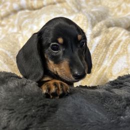 Mickey Mouse - Black and tan male Dachshund puppy in Moreno Valley, California from DeLorenzo Dachshunds