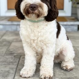 Lucy - Australian Labradoodle