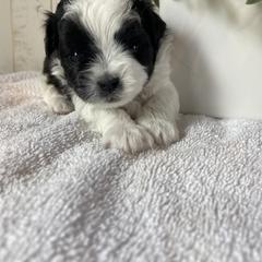 Mal-Shi Puppies from Kelli Hickman