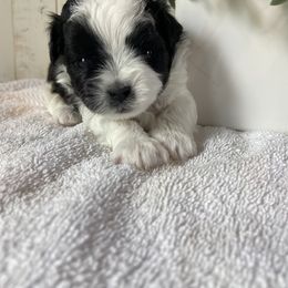 Mal-Shi Puppies from Kelli Hickman