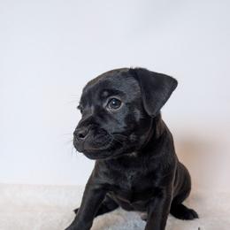 Nipsey Daiser - male Patterdale Terrier puppy in Yucaipa, California from Moormont Kennels