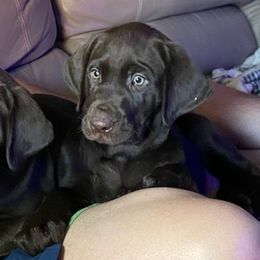 Labrador Retrievers from Talk Timber Kennels