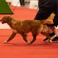 Nova Scotia Duck Tolling Retriever All Grown Up from RiverSong Tollers