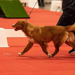 Nova Scotia Duck Tolling Retriever All Grown Up from RiverSong Tollers