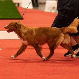 Nova Scotia Duck Tolling Retriever All Grown Up from RiverSong Tollers