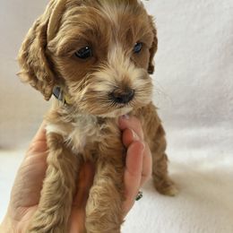 Reyna - Red and white female Cockapoo puppy in Adrian, Oregon from ApplebyFarm