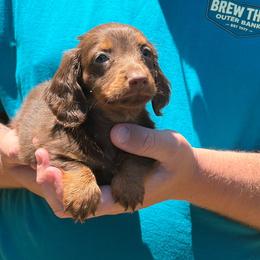 Sugar ready to leave - Chocolate and tan female Dachshund puppy in Dinwiddie, Virginia from White Oak Kennels