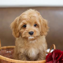 Burgundy - Red male Cavapoo puppy in Queen Creek, Arizona from Dulcito Doodles