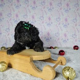 Balto toy - Black tri-color male Aussiedoodle puppy in Doerun, Georgia from Twig & Tail Puppies