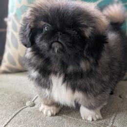 Girl 1 - female Pekingese puppy in Clarion, Pennsylvania from Brey Pekingese