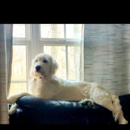 Angel - Goldendoodle