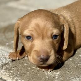 Little Red - Red male Dachshund puppy in Orlando, Florida from Weiner Wunderland of Central Florida