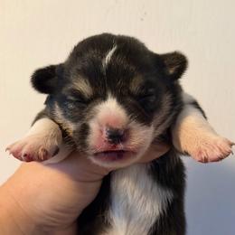 Girl 2 - Black and tan female Pembroke Welsh Corgi puppy in Helmville, Montana from Calie’s Corgis
