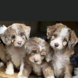 Aussiedoodle and Goldendoodle Puppies from Saddle Hill Farms