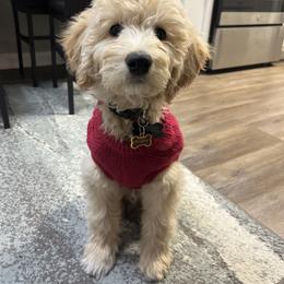 Goldendoodle Puppies from Happy_Tails_by_TJ