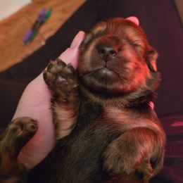 Dachshund Puppies from Tumbleweed Dachshunds