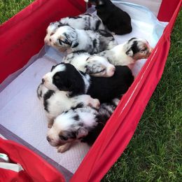 Australian Shepherd Puppies from Tuscany Acres Aussies