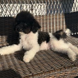 Rouge - Parti male Poodle puppy in Belleville, New Jersey from TK Poodles