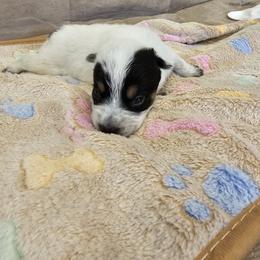 AKC CHAMPION BLOODLINE AUSTRALIAN CATTLE DOG PUPPY - BOY 2 - Blue male Australian Cattle Dog puppy in Cassatt, South Carolina from B & E Farms