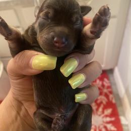 Chocolate -gray - Liver male Miniature Schnauzer puppy in Lehigh Acres, Florida from Regency Schnauzer