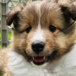 Shetland Sheepdogs from Triple S Shelties