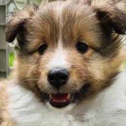 Shetland Sheepdogs from Triple S Shelties