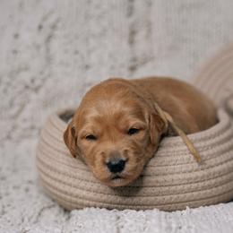 Poppy - Red  female Goldendoodle puppy in Duncan, South Carolina from Abner Creek Poodles & Doodles