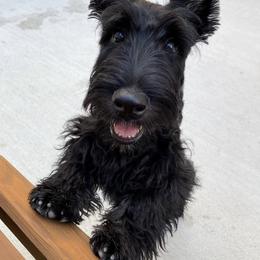 Scottish Terrier Puppies from Jaleh Armstrong