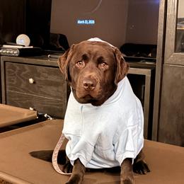 Claire - Labrador Retriever