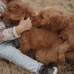 Goldendoodle Puppies from Abner Creek Doodles