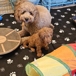Aussiedoodle and Double Doodle Puppies from Parrish Precious Ones Texas