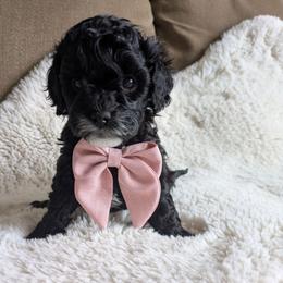 Hershey - Black and white female Cavapoo puppy in Albertville, Minnesota from North Star Cavapoos