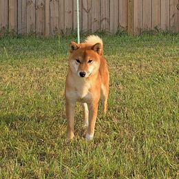 Beni - Shiba Inu