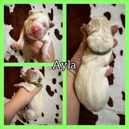 Ayla - White female Siberian Husky puppy in Parma, Ohio from Sirius Siberian Huskies
