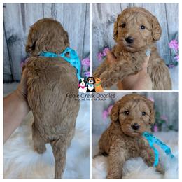 Honey Bee - F1b Petite-Mini Goldendoodle. OFA-Genetics-2 Yr Warranty - Microchip. - Apricot female Goldendoodle puppy in Jeddo, Michigan from Apple Creek Doodles
