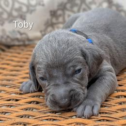 Toby - Blue male Weimaraner puppy in Evart, Michigan from Drehbar Weimaraners