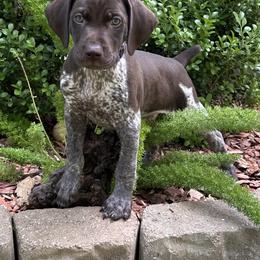 German Shorthaired Pointer Puppies from Tipsy Rabbit GSP TopDog Kennel
