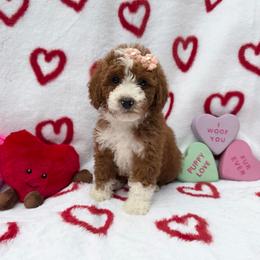 Arya - Red  female Goldendoodle puppy in Roseburg, Oregon from Dbos Furry Friends