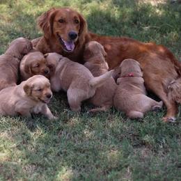 Honey - Golden Retriever
